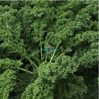 Kale verde rizado orgánico