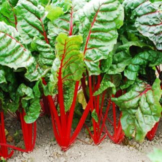 Acelga roja o amarilla