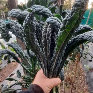 Kale nero di Toscana