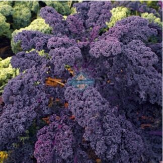 Kale rojo rizado orgánico