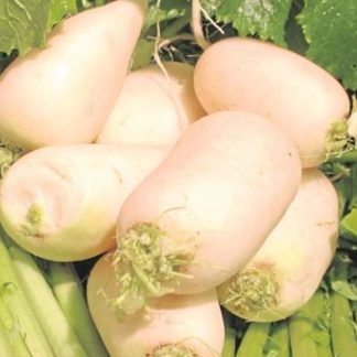 Nabo Daikon