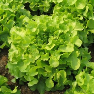 Lechuga hoja de roble orgánica
