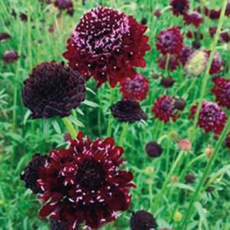 Scabiosa púrpura / blanca