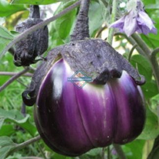 Berenjena properosa orgánica