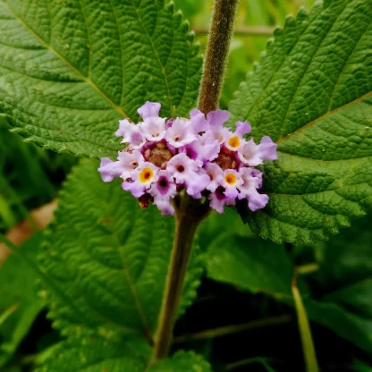 Salvia morada/Prontoalivio <span>Lippia alba</span>