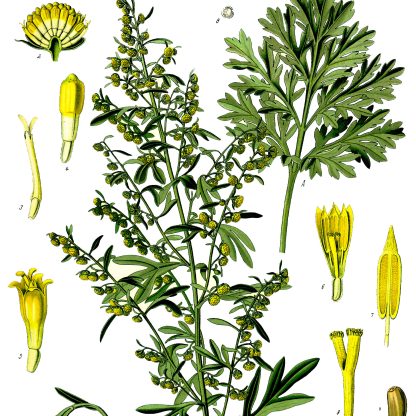 Ajenjo <span>Artemisia absinthium</span>