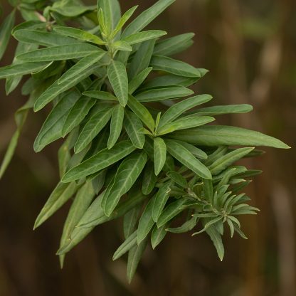 Burrito <span>Aloysia polystachya</span>