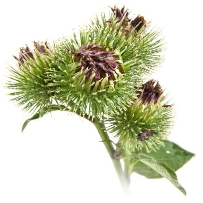 Bardana (hojas) <span>Arctium lappa</span>