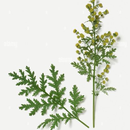 Ajenjo dulce <span>Artemisia annua</span>