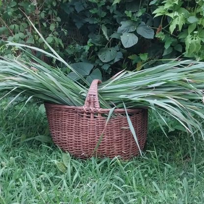 Pasto limón/Lemon grass <span>Cymbopogon citratus</span>