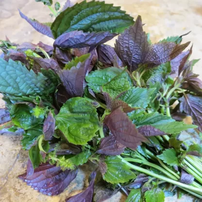 Shiso <span>Perilla frutescens</span>