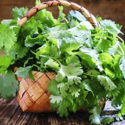 Cilantro