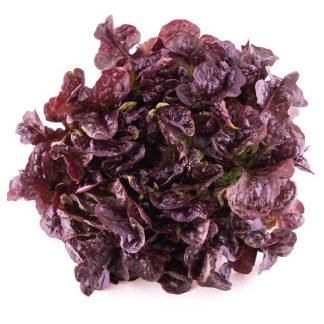 Lechuga morada