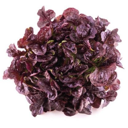 Lechuga morada