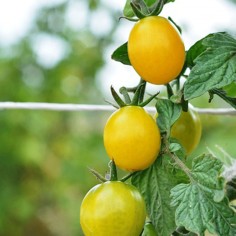 Tomate Reliquia cherry amarillo