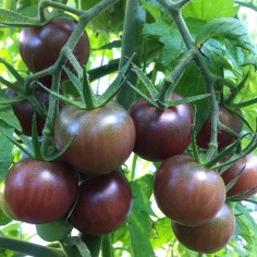 tomate reliquia cherry negro