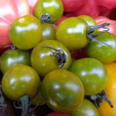 tomate reliquia cherry verde