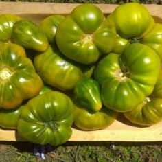 tomate redondo verde reliquia