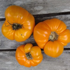 tomate amarillo reliquia