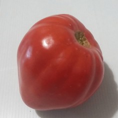 tomate corazón de buey reliquia