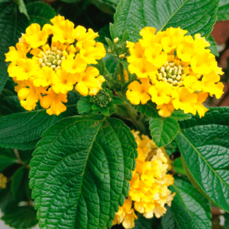 Plantines de lanata amarilla agroecológicos