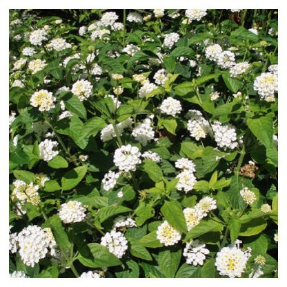 plantin orgánico lantana rastrero blanco