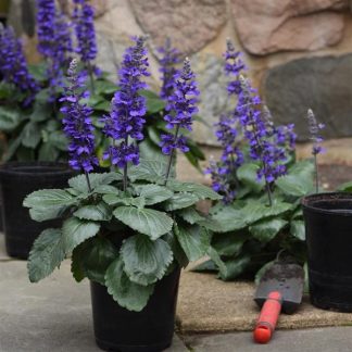 plantín orgánico salvia big blue