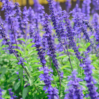 Plantín orgánico salvia farinácea azul