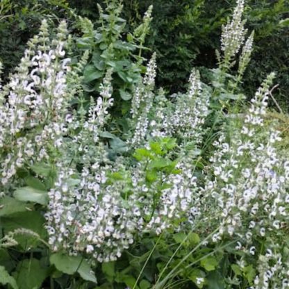 Plantín orgánico salvia Nelson