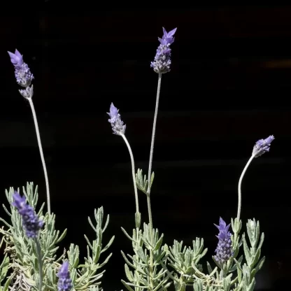 Plantin orgánico lavanda dentada