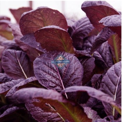 Mostaza de hoja roja o verde orgánica