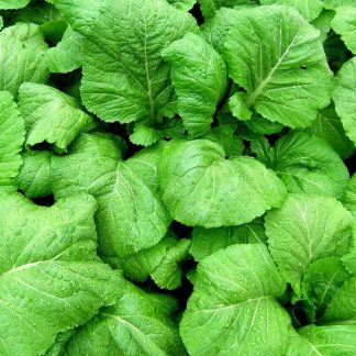 Mostaza verde de hoja orgánica
