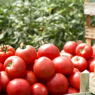 2 k. de Tomates