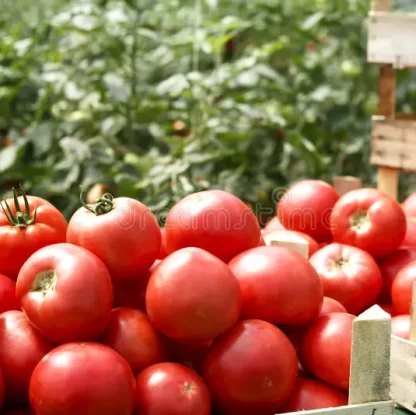2 k. de Tomates