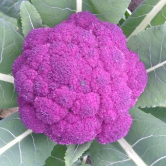 Coliflor orgánico morado
