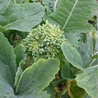 grelo, cima di rapa, Brassica rapa orgánico