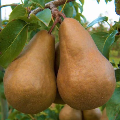 Pera Bosc orgánica