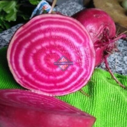remolacha anillada chioggia orgánica