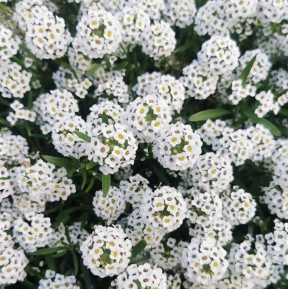 Aliso