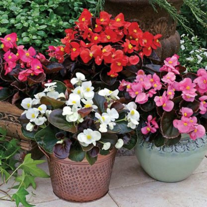 Flor de azúcar