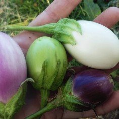 Berenjenas exóticas