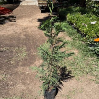 Pino de navidad natural