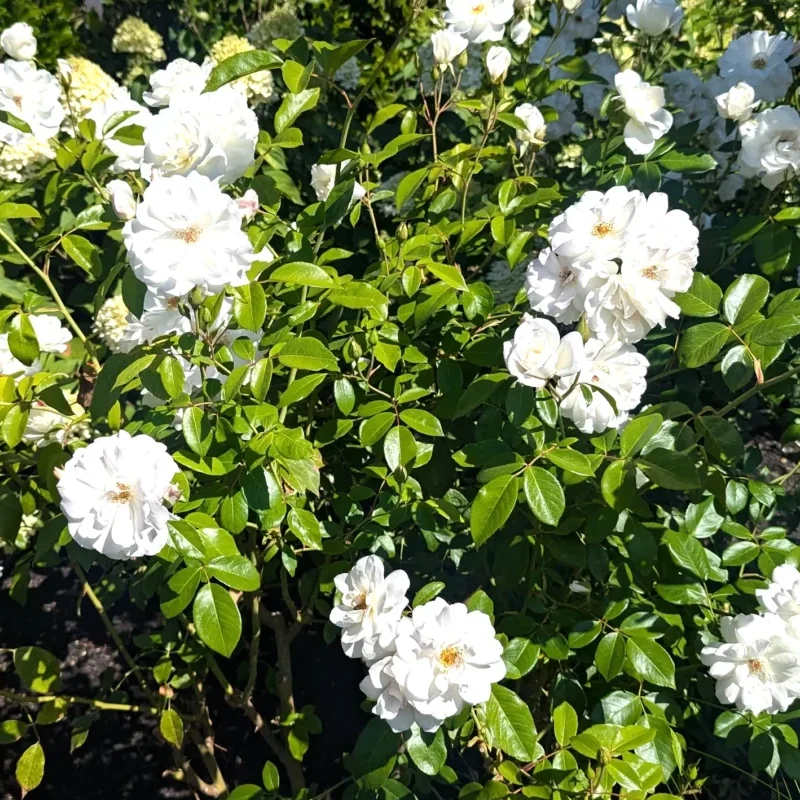 Rosa iceberg agroecológica