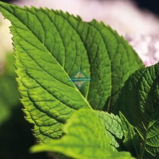 Hojas de Shiso orgánicas