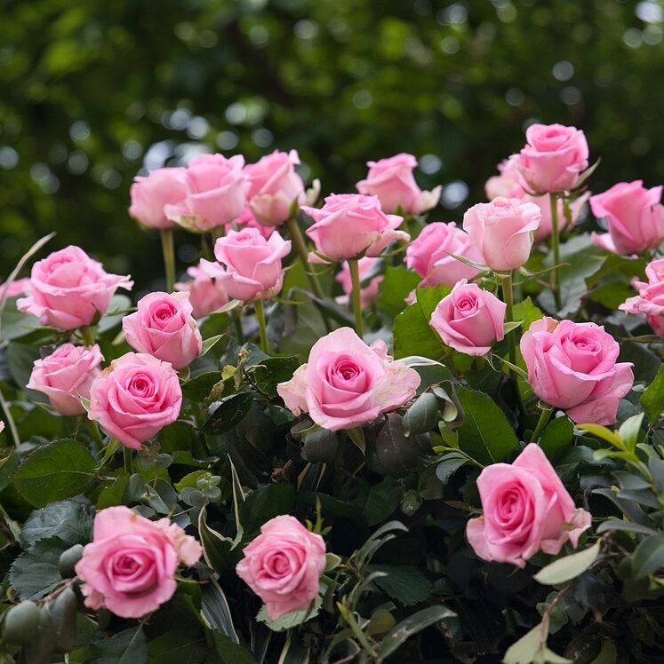 Rosal agroecológico