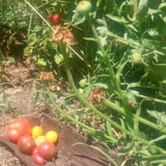 Tomates agroecológicos Ecomana surtidos