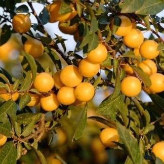 Ciruela Golden Orgánica