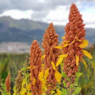 quinoa real peruana