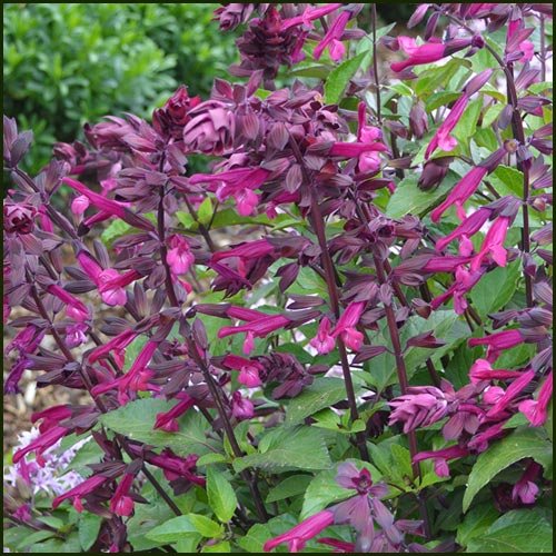 Salvia love and wishes