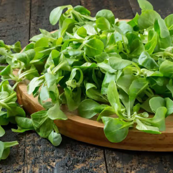 Canónigos agroecológicos prelavados